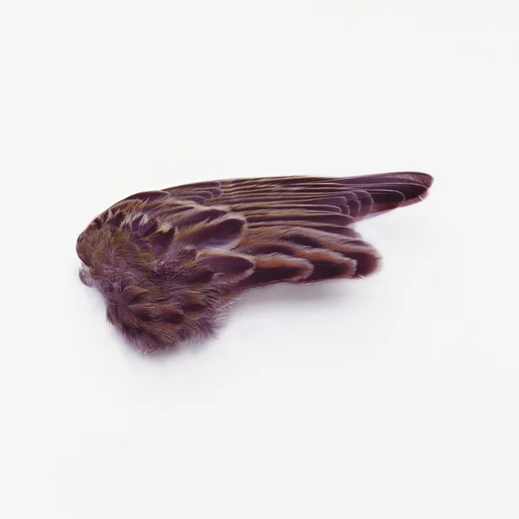Zbigniew Rogalski — Untitled (Wing)