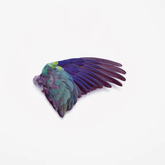 Zbigniew Rogalski — Untitled (Wing)