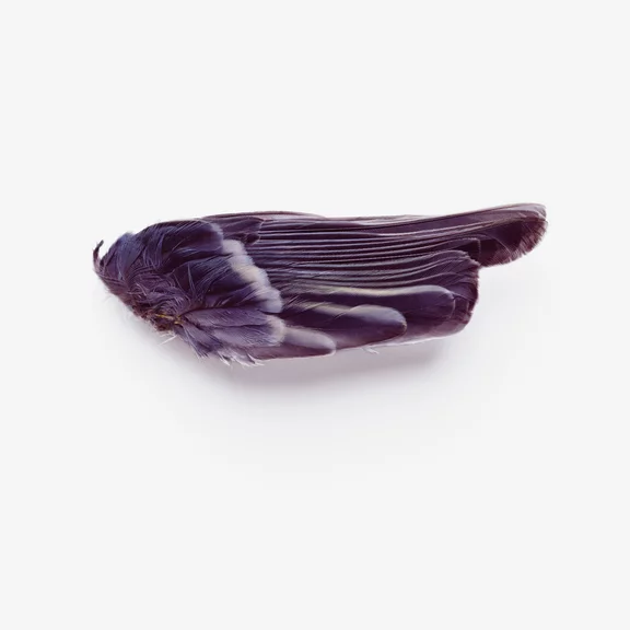 Zbigniew Rogalski — Untitled (Wing)