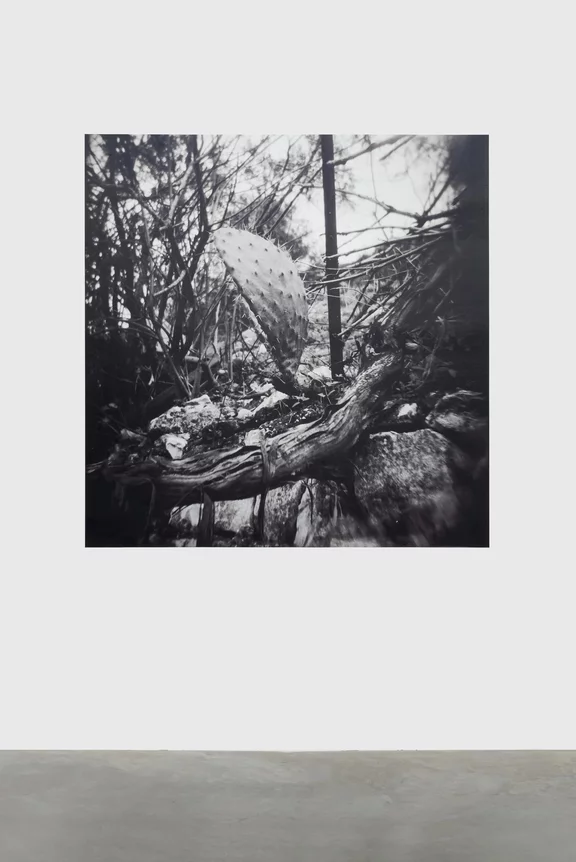 Ziad Antar — Untitled (Cactus)
