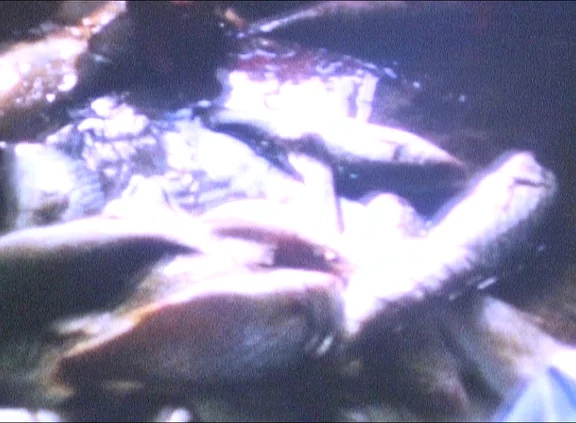 Ziad Antar — Saida